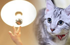 一般雑用サービス 作業写真（電球交換や片付けのお手伝い）