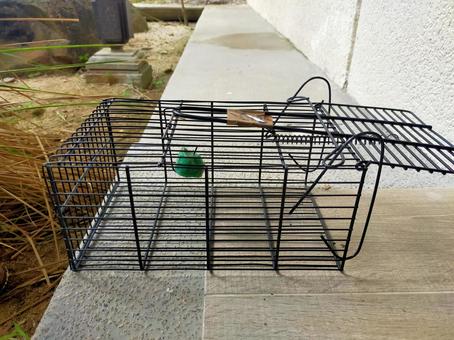 ネズミ駆除のイメージ